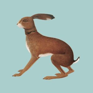 VASHTI BUNYAN. LOOKAFTERING
