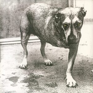 ALICE IN CHAINS. ALICE IN CHAINS (30TH ANNIVERSARY)